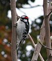 Downy Woodpecker (15086180263).jpg