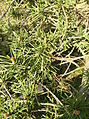 00100-pinus banksiana.jpg