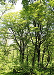 Fagus crenata in Mount Mominuka.jpg