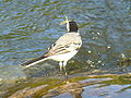 White Wagtail-Mindaugas Urbonas.jpg