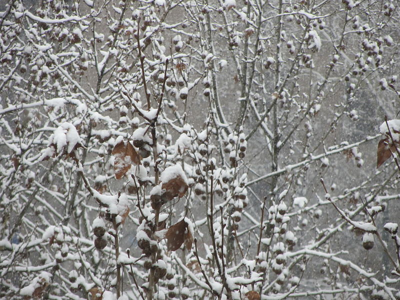 File:" 13 snowfall in Milan 05.JPG