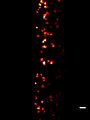 File:4D-(x-y-z-t)-imaging-of-thick-biological-samples-by-means-of-Two-Photon-inverted-Selective-Plane-srep23923-s2.ogv