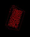File:4D-(x-y-z-t)-imaging-of-thick-biological-samples-by-means-of-Two-Photon-inverted-Selective-Plane-srep23923-s1.ogv