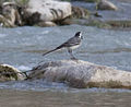 Wagtail (3822021677).jpg