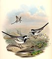 WhiteWagtailGould.jpg