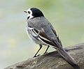 Motacilla alba Muromets.JPG