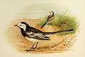 Pied Wagtail Grönvold.jpg
