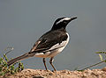 White-browed Wagtail I IMG 9373.jpg
