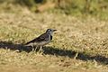 White Wagtail DSC9934.jpg