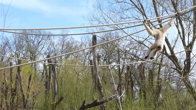 File:Gibbon femelle.webm