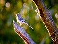 White wagtail (19754774170).jpg
