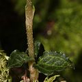 Myrmechis japonica (leaf).JPG