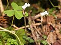 Myrmechis japonica s3.JPG