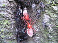 YokozunaAssassinBug FinalMolt01.jpg