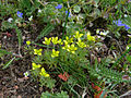 0858 Geradfrucht-Hornköpfchen.jpg