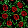 File:3D-map-of-the-human-corneal-endothelial-cell-srep29047-s2.ogv