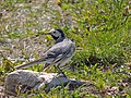 Motacilla alba (18423265860).jpg