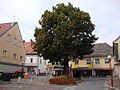 1163 Sommerlinde Köflach.JPG