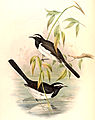 LargePiedWagtailGould.jpg