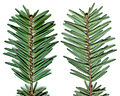 Abies alba shoot.jpg