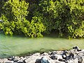 Abu Dhabi Mangroves.jpg