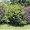 Berberis thunbergii habitus.jpg