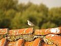 Motacilla alba (15196465679).jpg