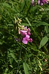 Unidentified Orchidaceae.jpg