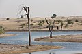Al Qudra Lakes.jpg