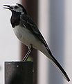 Motacilla alba2.jpg