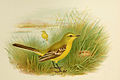 Yellow Wagtail Grönvold.jpg