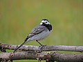 Motacilla alba (27382764392).jpg
