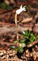 Myrmechis japonica s2.JPG