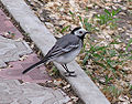 Ab bird 006.jpg