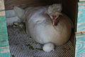 " 12 - ITALY - Chicken hen and hatching eggs 9.JPG