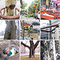 Arboriculture.jpg