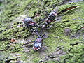 YokozunaAssassinBugs SuckTargetUnderBark01.JPG