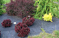 Berberis CVS Alnarp.jpg