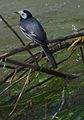 White Wagtail TN.jpg