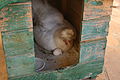 " 12 - ITALY - Chicken hen and hatching eggs 8.JPG