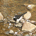 Segurosekirei 06b4115qs.jpg