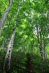 Fagus crenata in Mount Daimon 2011-06-19.jpg