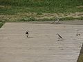 Motacilla alba (9439758514).jpg
