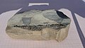 Kinneyia-like-fossil-6177.jpg
