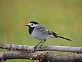 Motacilla alba (27481569065).jpg