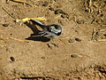 White Wagtail Preening.jpg