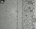 File:3D-Microfluidic-model-for-evaluating-immunotherapy-efficacy-by-tracking-dendritic-cell-behaviour-41598 2017 1013 MOESM3 ESM.ogv