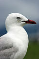 1 Whitianga Seagull.jpg