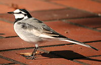 Motacilla alba lugens.jpg
