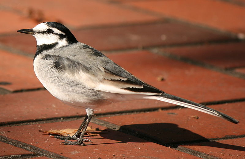 File:Motacilla alba lugens.jpg